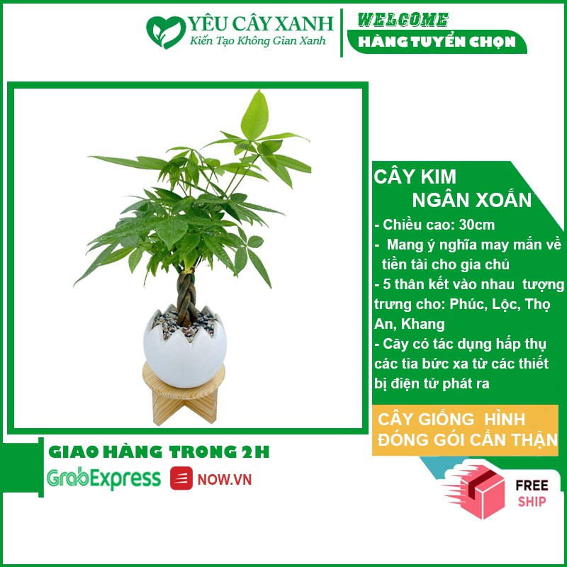 Cây Kim Ngân Xoắn - Kim Ngân Bím để bàn