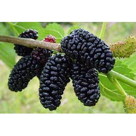 Dâu tằm ngâm đường phèn hủ 1 kg, Dâu tằm đặc sản Đà Lạt