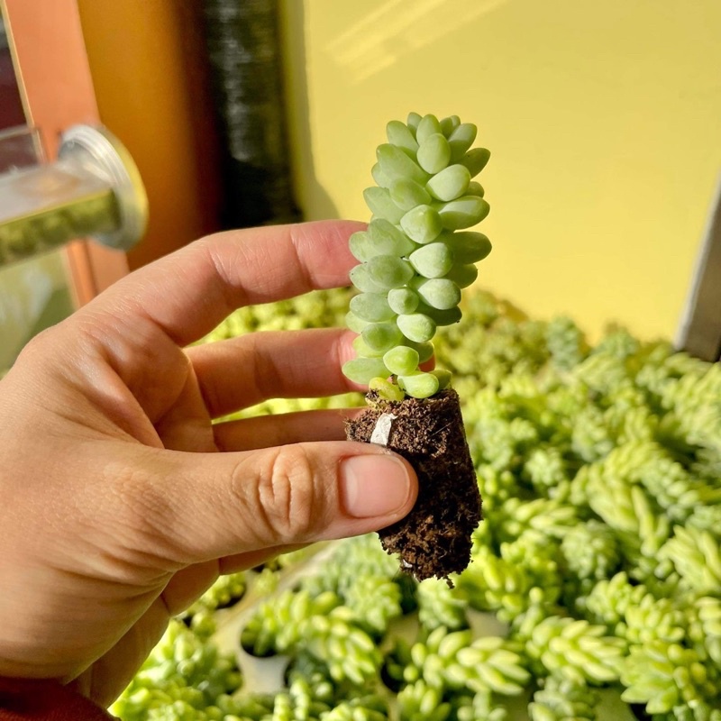 Sen Đá Chuỗi Ngọc Bi Mini