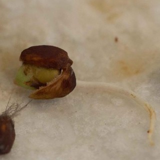 Hạt giống hoa hồng đen 20 hạt (TẶNG gói kích thích hạt nảy mầm)