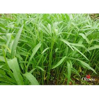 HẠT GIỐNG RAU MUỐNG CAO SẢN LA TRE SEN VÀNG 1KG