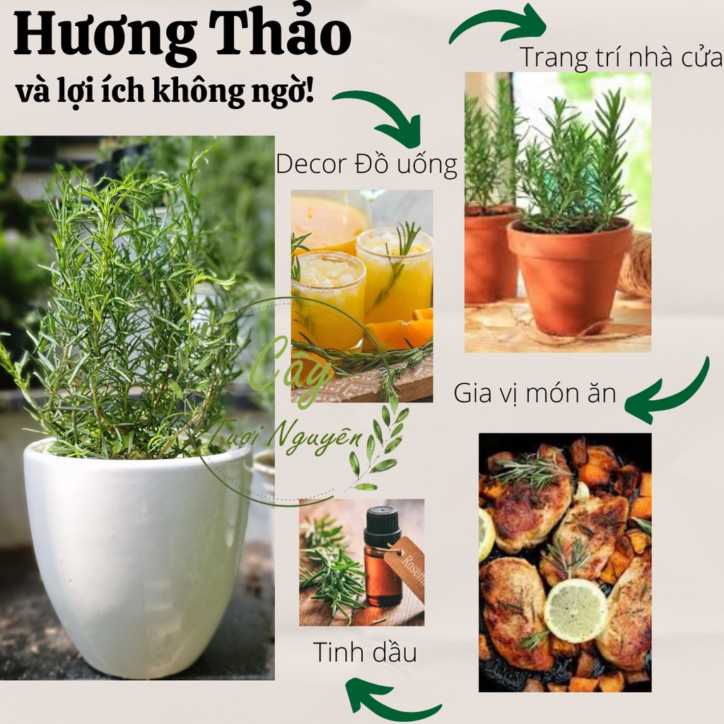 CÂY HƯƠNG THẢO , , thuần khí hậu nóng Sài Gòn, cây hương liệu, Cây Tươi Nguyên CTN0750