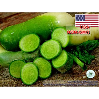 20h Hạt Giống Củ Cải Xanh KIMCHI (A1.103| C30*W64*M007)