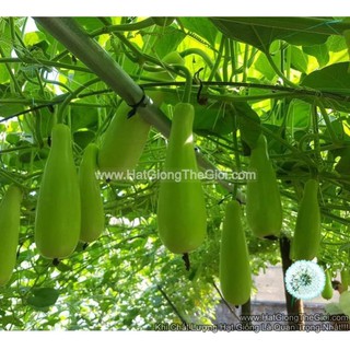 2gr hạt giống bầu xị