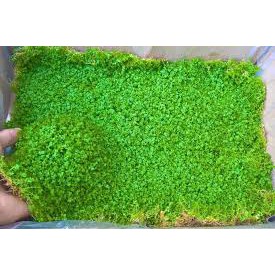 TRÂN CHÂU CUBA 1 TẤT