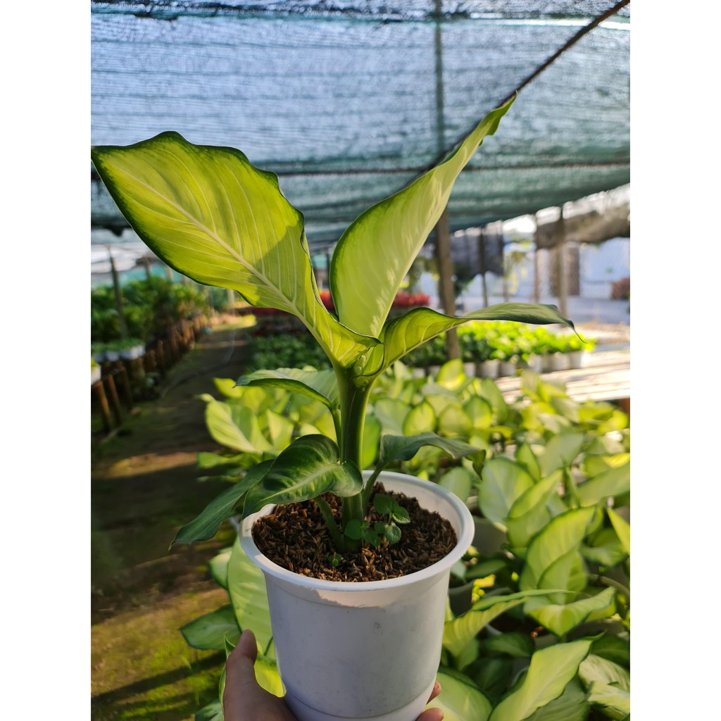 CÂY THIÊN HOÀNG ,, phong thuỷ để bàn mini GIÁ RẺ, lọc không khí, Cây Tươi Nguyên CTN0110