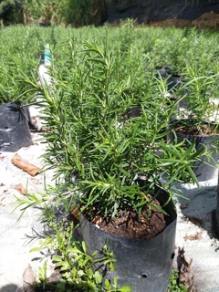 [Mua 5 tặng 1] Combo 3 chậu Hương Thảo lớn (Rosemary)