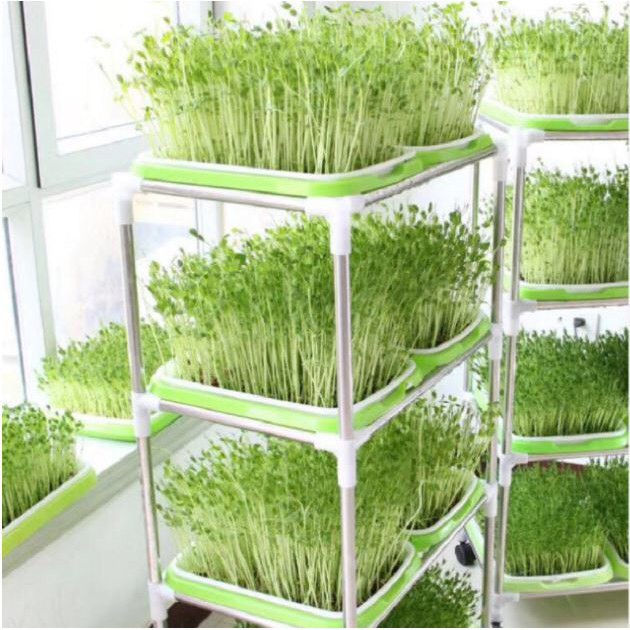 (TẶNG 500gram HẠT GIỐNG RAU MẦM ĐẬU HÀ LAN + VÒI XỊT) Bộ trồng rau mầm 3 tầng 6 chậu