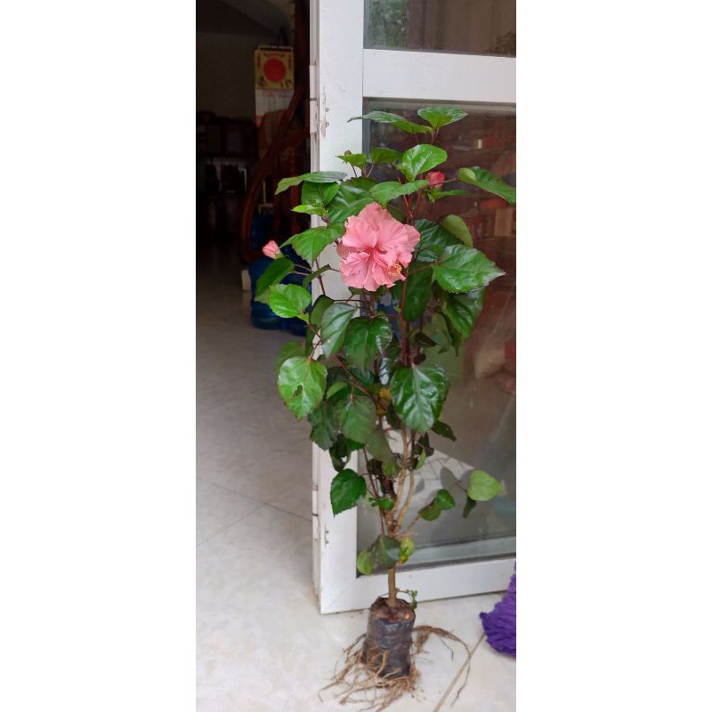 Dâm bụt kép bông to