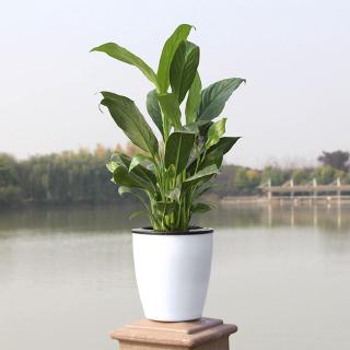 Chậu Hoa Treo Tường Tự Hút Nước Dùng Trang Trí Sân Vườn