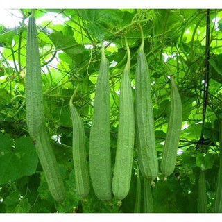Gói 5 hạt giống mướp khía