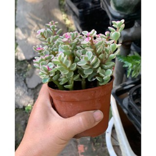 Cây Đô La hồng nhỏ