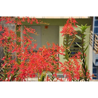 CÂY GIỐNG LAN PHƯỢNG VỸ ĐỎ