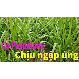 Phân bón lá Đầu trâu MK NPK 30-10-5 10GRAM giúp nảy chồi ra lá