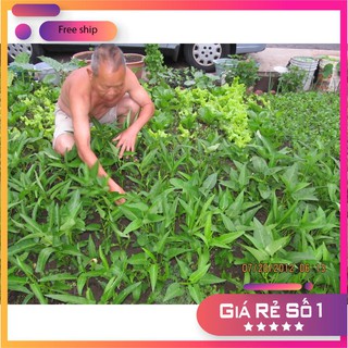 HẠT GIỐNG RAU MUỐNG LÁ TRE 50 GRAM LUCKY.VN