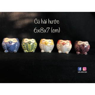 Combo 6 chậu cú xuất Hàn