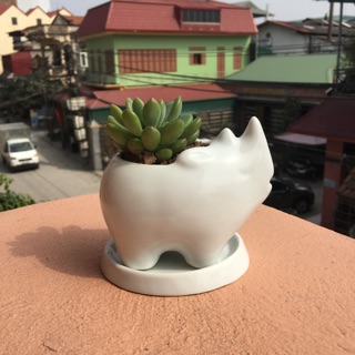 Chậu cây sen đá hình thú