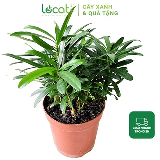 Cây Tùng La Hán trồng trang trí bàn làm việc tài lộc