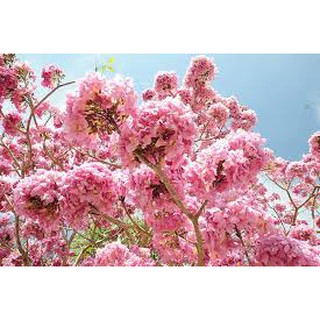 CÂY GIỐNG KÈN HỒNG