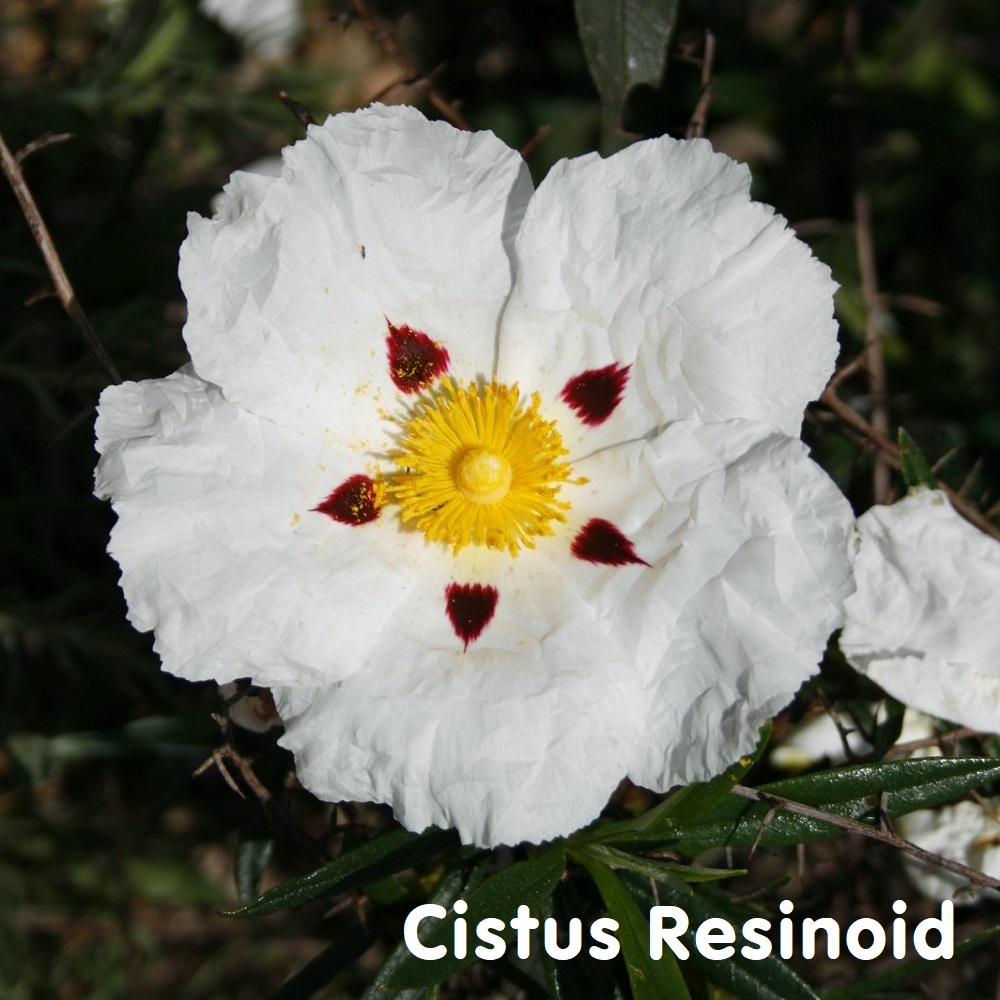 Tinh dầu hoa Labdanum Cistus dạng Resinoid (Rockrose)