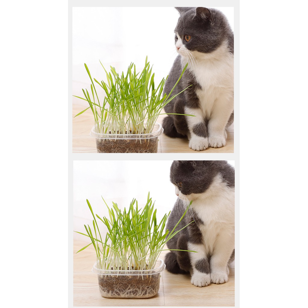 bộ trồng cỏ mèo -ngăn ngừa búi lông và bổ sung chất xơ cho mèo
