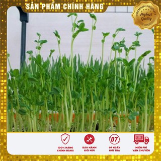 COMBO 2 GÓI Hat giống rau mầm THẢO DƯỢC( 20 gram/ GÓI )