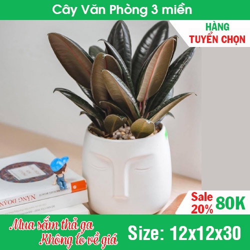 Cây Đa Búp Đỏ lá đa [BẢO HÀNH 1 ĐỔI 1]