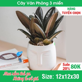 Cây đa búp đỏ lá đa