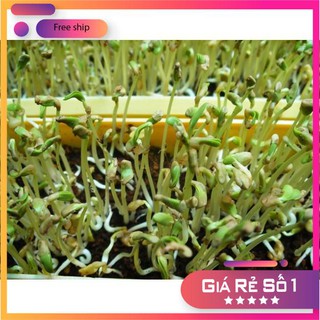 Hat giống rau mầm THẢO DƯỢC METHI chống lão hóa 20 gram LUCKY.VN