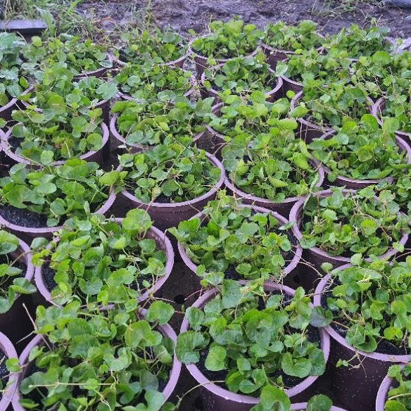 Rau chậu Rau má TACY'S GARDEN 100% sạch