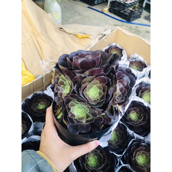 sen đá AEO HOA HỒNG GIỐNG MỚI
