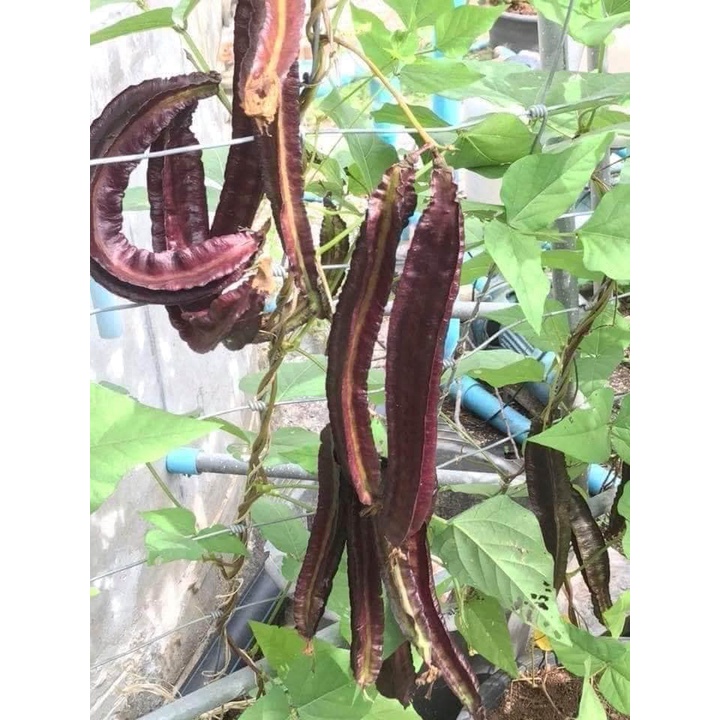 Hạt giống Đậu rồng tím / đỏ nhập thái lan nguyên gói 5gr (Purple Winged Bean)