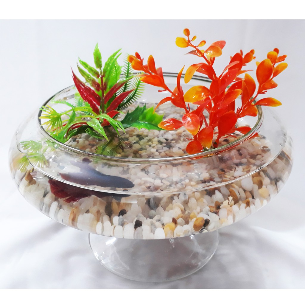 Bể Cá Mini - Hồ Cá Để Bàn - Chậu Cá Thủy Tinh DC [HỒ DC]