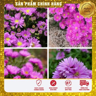 Hạt Giống Hoa Cúc Thạch Thảo ( 50 hạt)