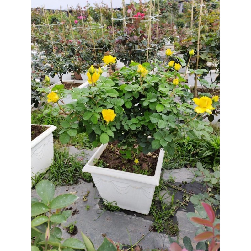 COMBO 5 GỐC HỒNG CỔ SAPA TẶNG KÈM KÍCH RỄ VÀ HƯỚNG DẪN TRỒNG)