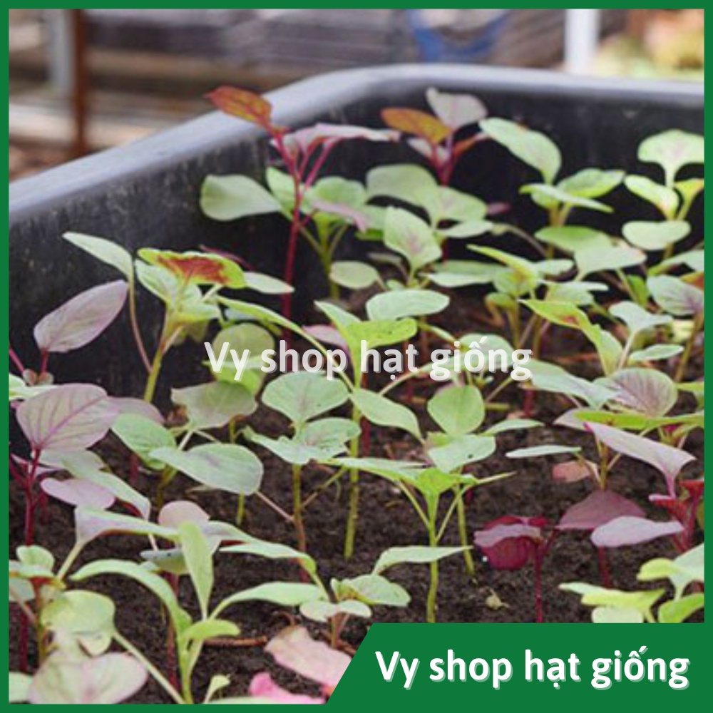 Hạt giống rau dền tía  lá to Thái Lan gói 13.300 hạt