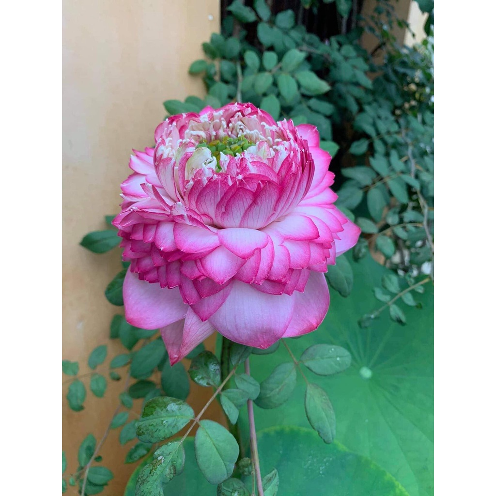 Củ Sen Thái - 12 loại