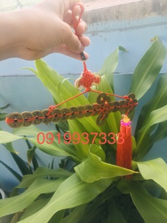Kiếm xu thất tinh dài 25 cm