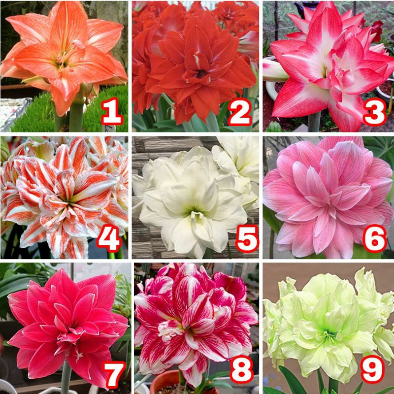 Củ hoa huệ tây nhiều màu