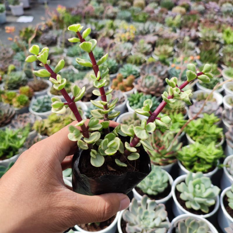 Sen Đá Đô La Trắng Size Bé 5-7cm Siêu Cute, Sen Đá PANDAA GARDEN Xuất Xứ Đà Lạt Khoẻ Đẹp, Thuần Mọi Khí Hậu, Lỗi 1 Đổi 1