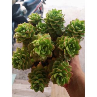 Sedeveria Letizia ( Xanh Ngọc Bụi Cổ Thụ)