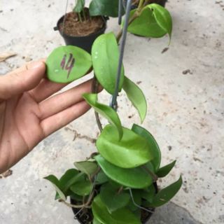 Hoa phong lan  cẩm cù chậu phi 12