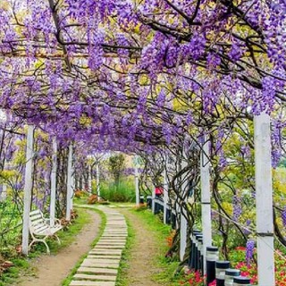 Hạt giống hoa tử đằng tím {gói 5 hạt - kèm 3 viên nén kích thích hạt nảy mầm }