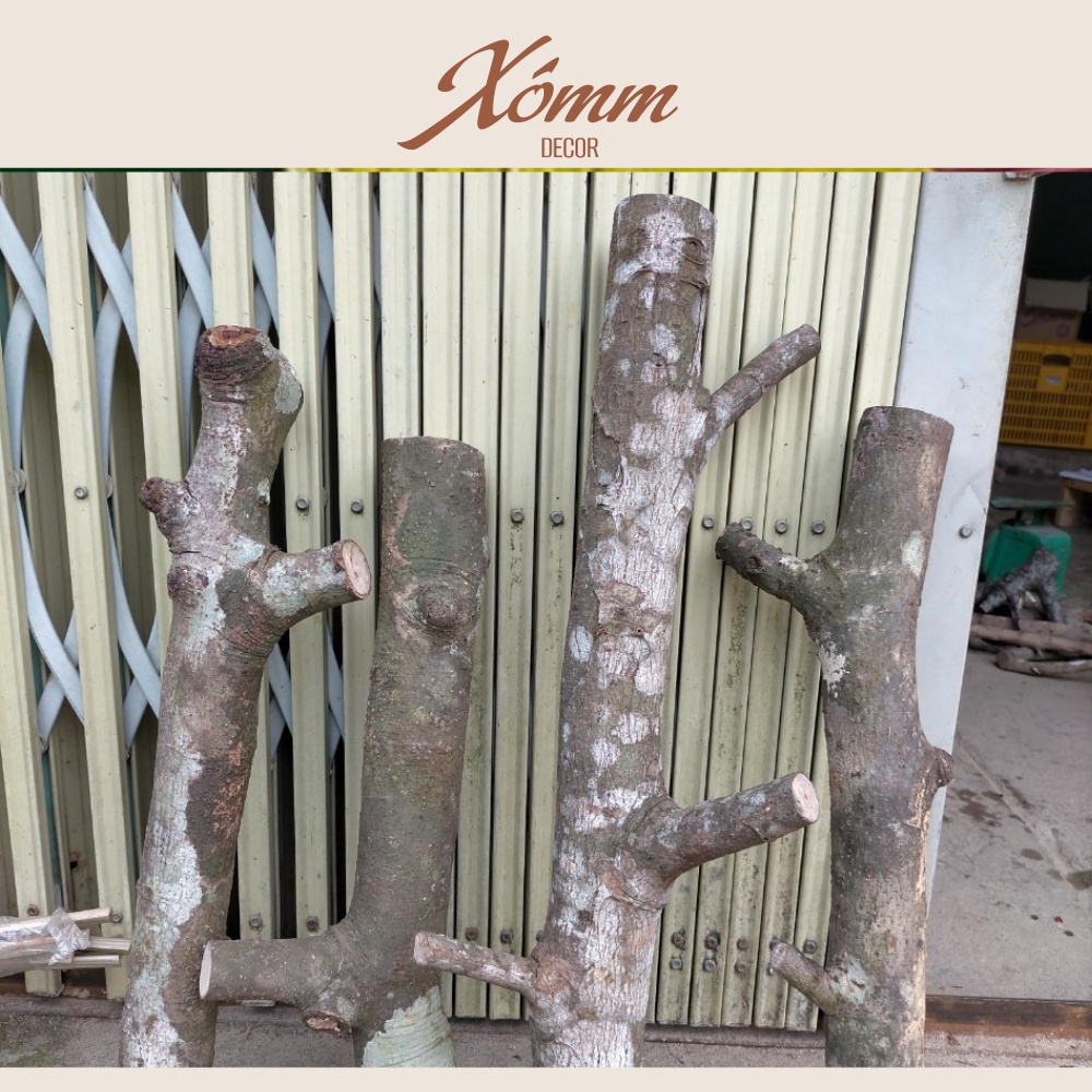 Cành củi khô có Nhánh dùng trang trí decor siêu đẹp, khúc gỗ si7e lớn
