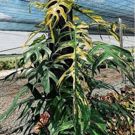 Giá thể kiểng lá cao cấp 2kg thông thoáng cho rễ phát triển chuyên dụng trồng cây kiểng lá cây cảnh indoor