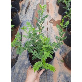[ XẢ - CẮT LỖ] Hồng Plena- lá me
