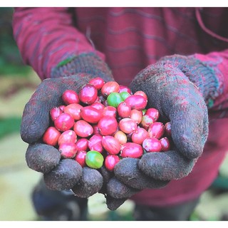 Cà phê Kaffeine Moka Cầu Đất