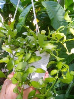Đô la size nhỏ