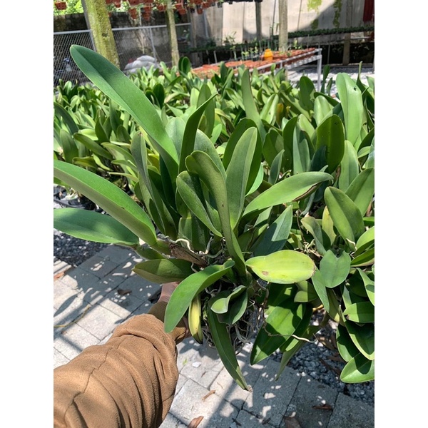 CATTLEYA HOA ĐẠI HÀNG KHỦNG LONG, CÓ CHẬU ĐANG MÈO