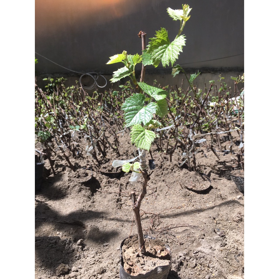 Cây Nho Kẹo Giống NH01-126